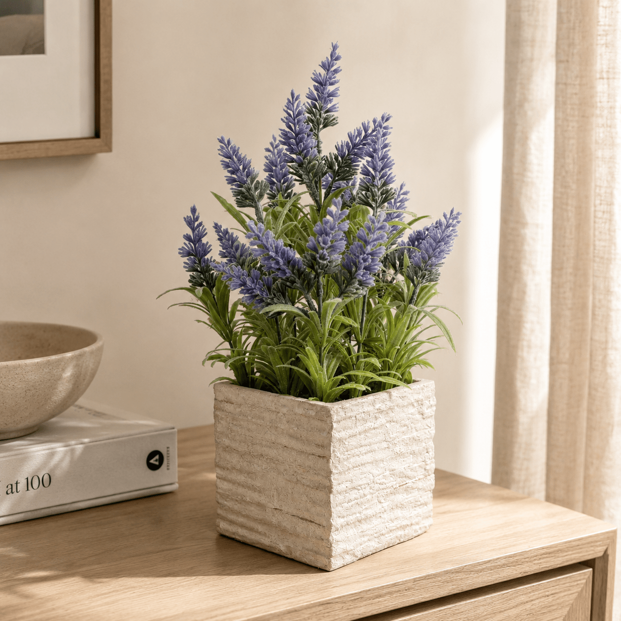 Potted Mini Lavender Plants 36CM Plants| Roots Furniture