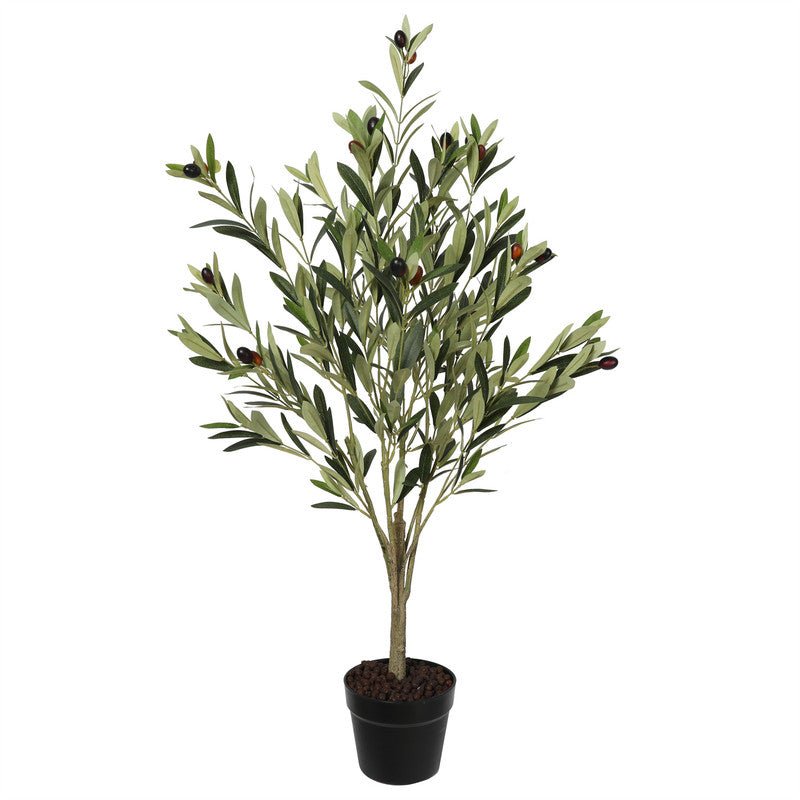 Premium Olive Tree 100CM Plants| Roots Furniture