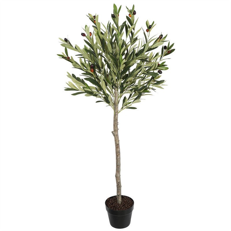 Premium Olive Tree 120CM Plants| Roots Furniture