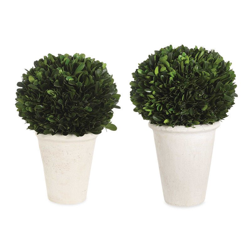 Boxwood Domes, S/2 Plants| Uttermost