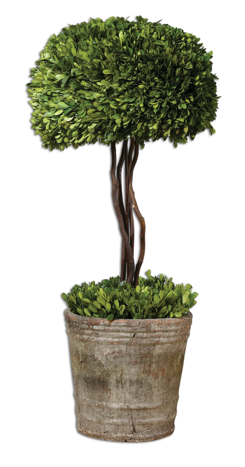 Preserved Boxwood Tree Topiary Box| Uttermost