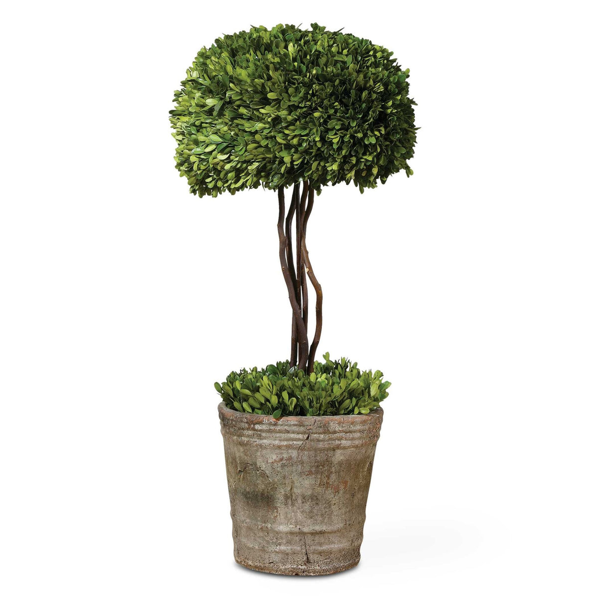 Preserved Boxwood Tree Topiary Box| Uttermost