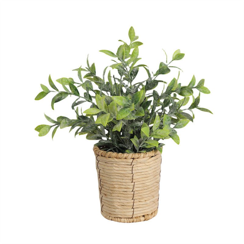 River Grass 30CM Plants| Roots Furniture