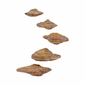 S/5 5/6/7/8/9" Fungi Mushroom Wall Decor, Natural - Al Rugaib Furniture