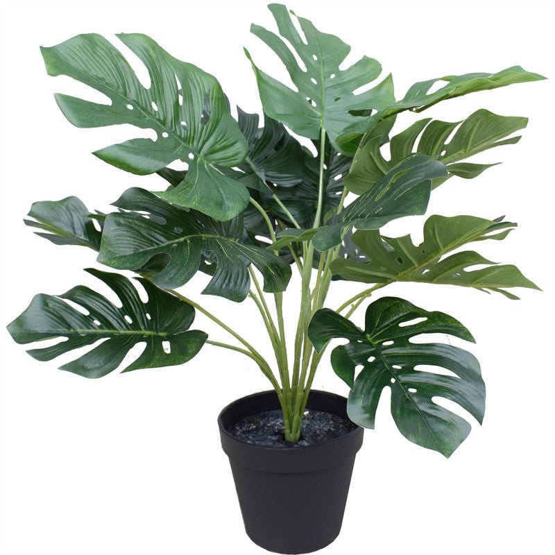 SPLIT PHILO Monstera 40CM Plants| Roots Furniture