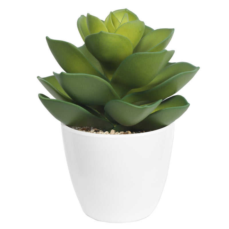 Succulent plants in plastic pot - Al Rugaib Furniture