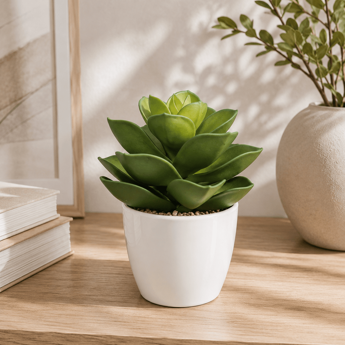 Succulent plants in plastic pot Plants| Roots Furniture