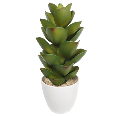 Succulent plants in plastic pot - Al Rugaib Furniture