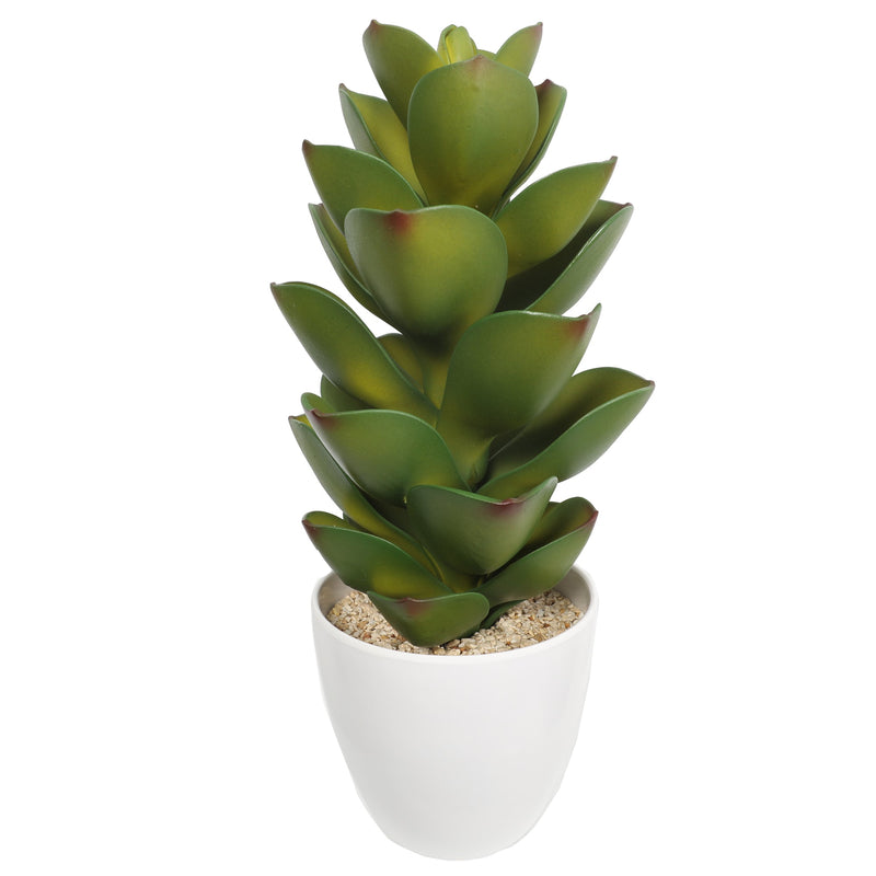 Succulent plants in plastic pot - Al Rugaib Furniture