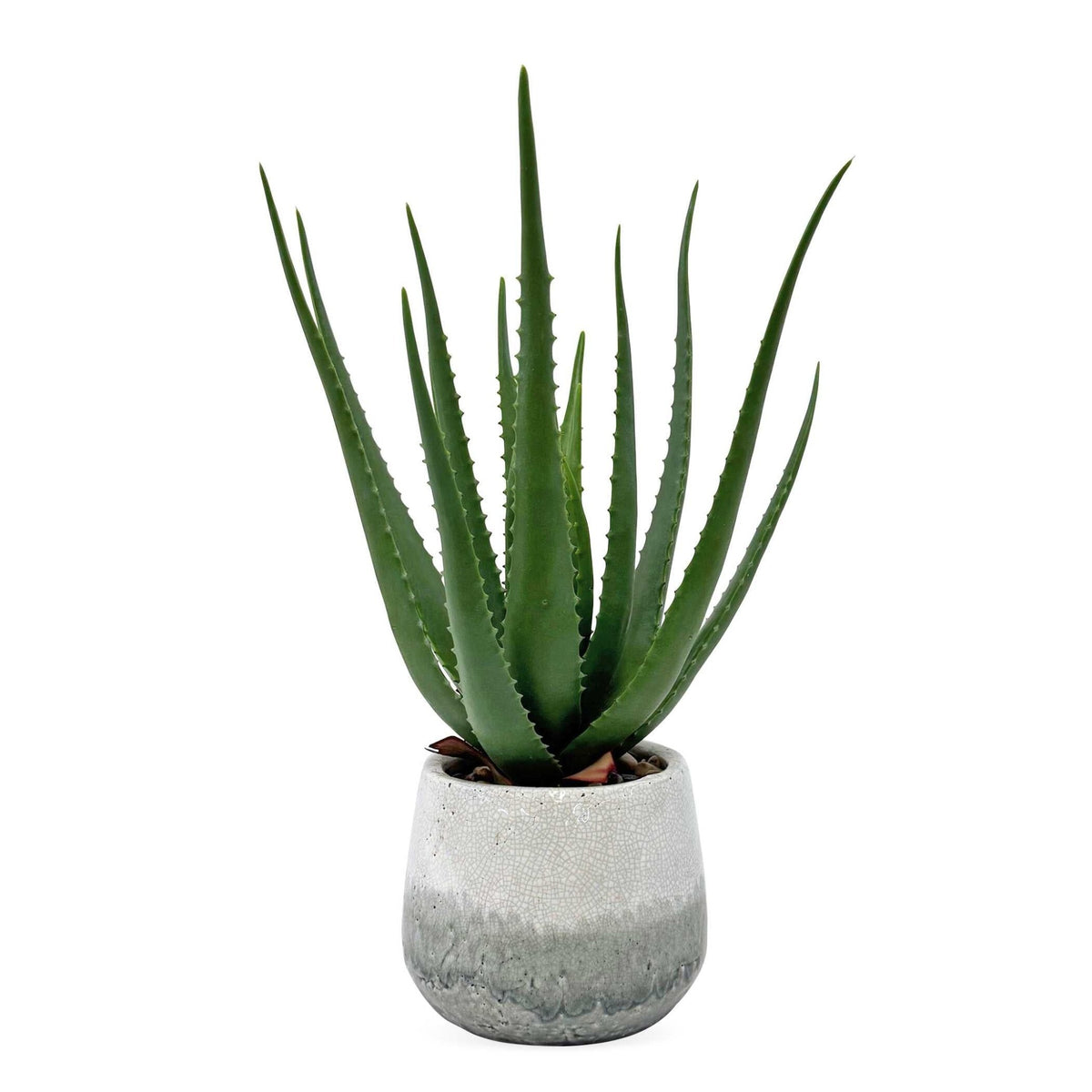 Veranda Indoor-Outdoor Aloe Plant Plants| Uttermost