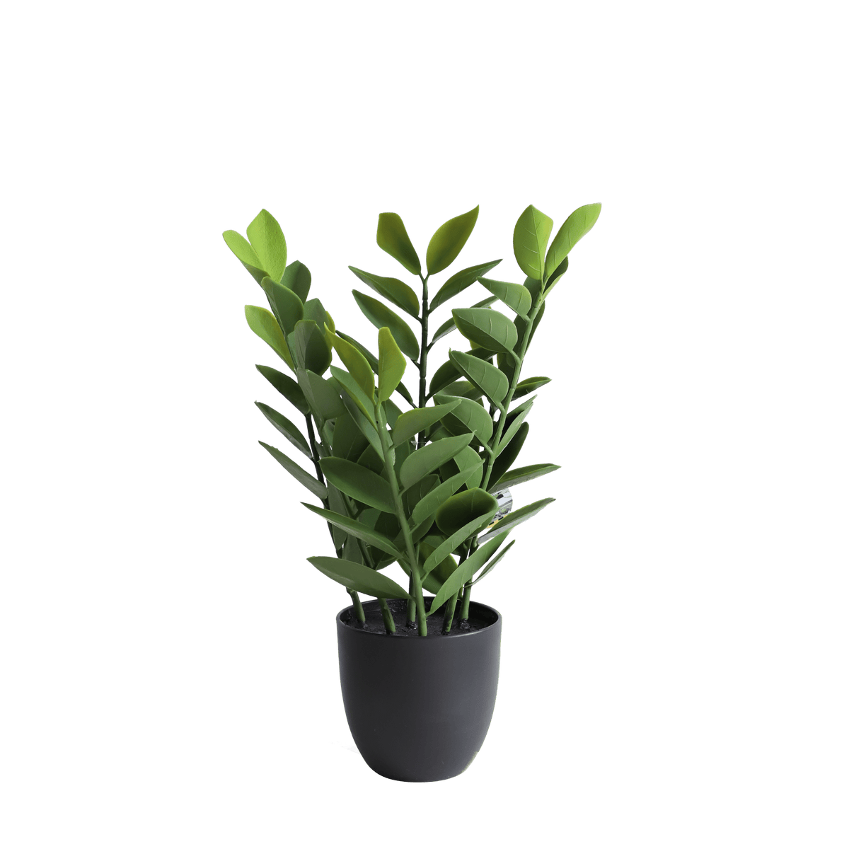 Zamioculcas Plants| Roots Furniture