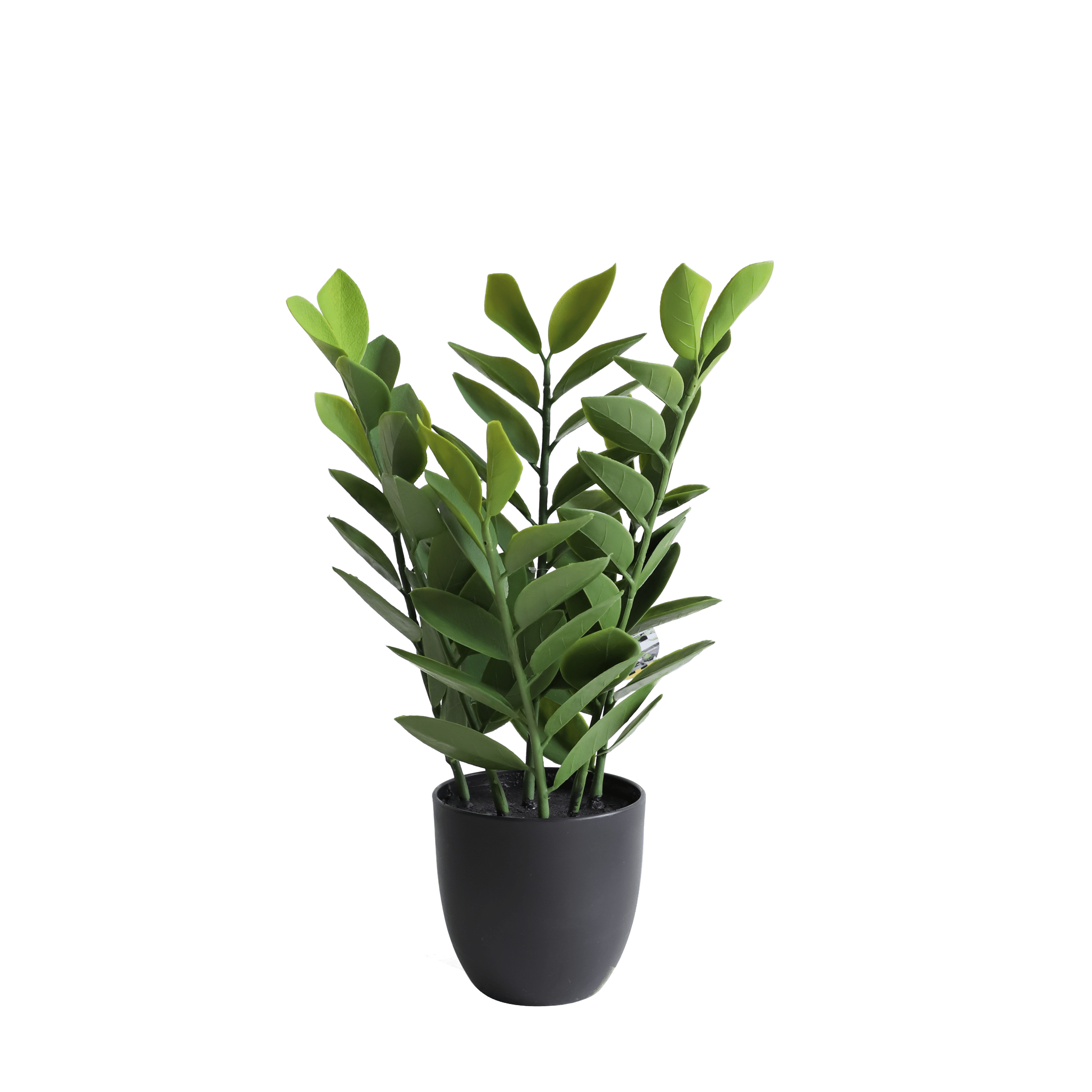 Zamioculcas Plants| Roots Furniture