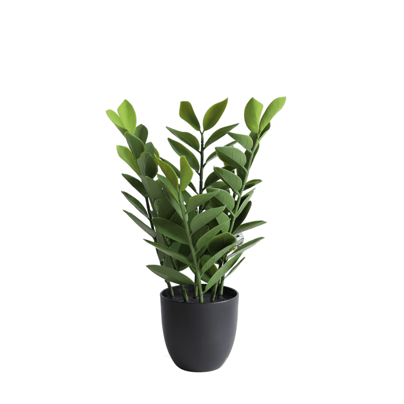 Zamioculcas - Al Rugaib Furniture