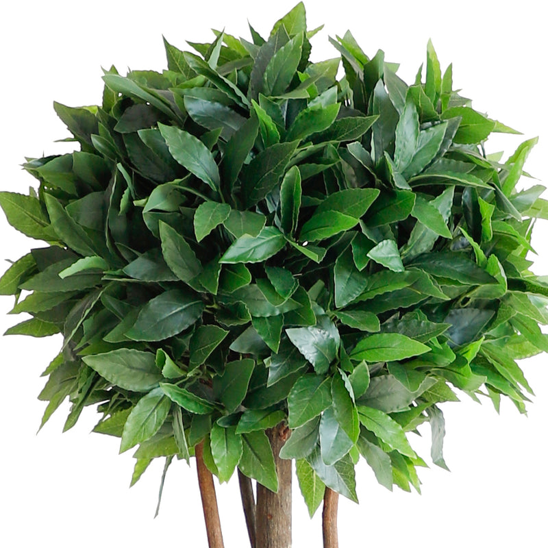 Laurel tree double ball topiary (6638759772256)