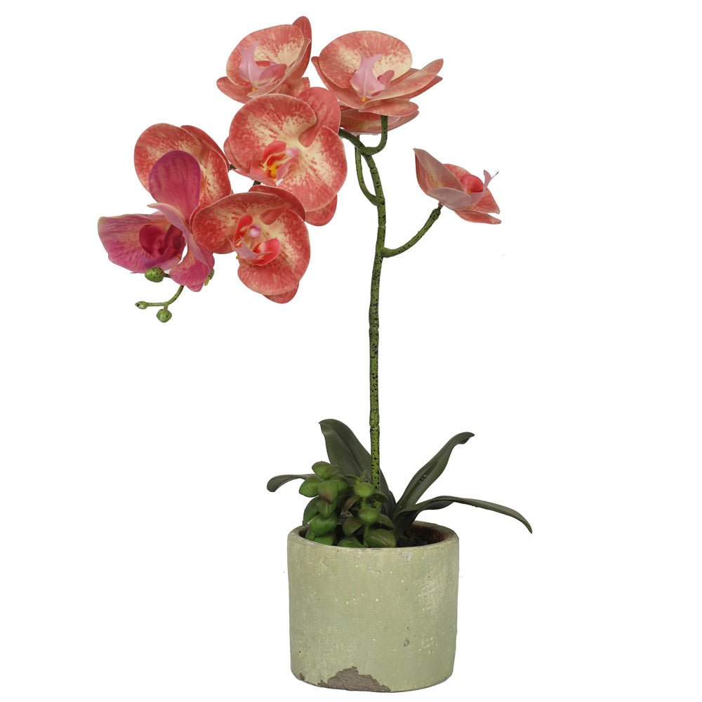 Artificial Potted Orchids 46CM Indoor Champagne Plants| Roots Furniture