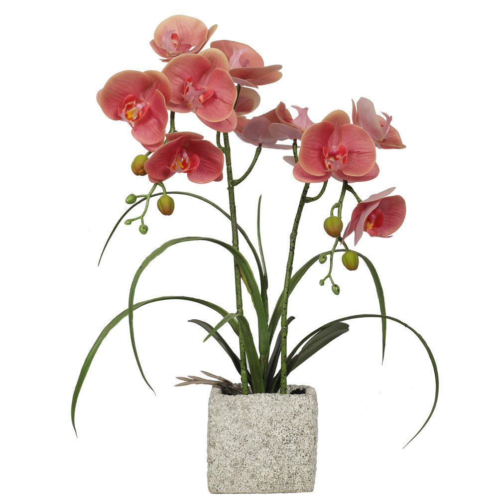 Artificial Potted Orchids 51CM Indoor Champagne Plants| Roots Furniture
