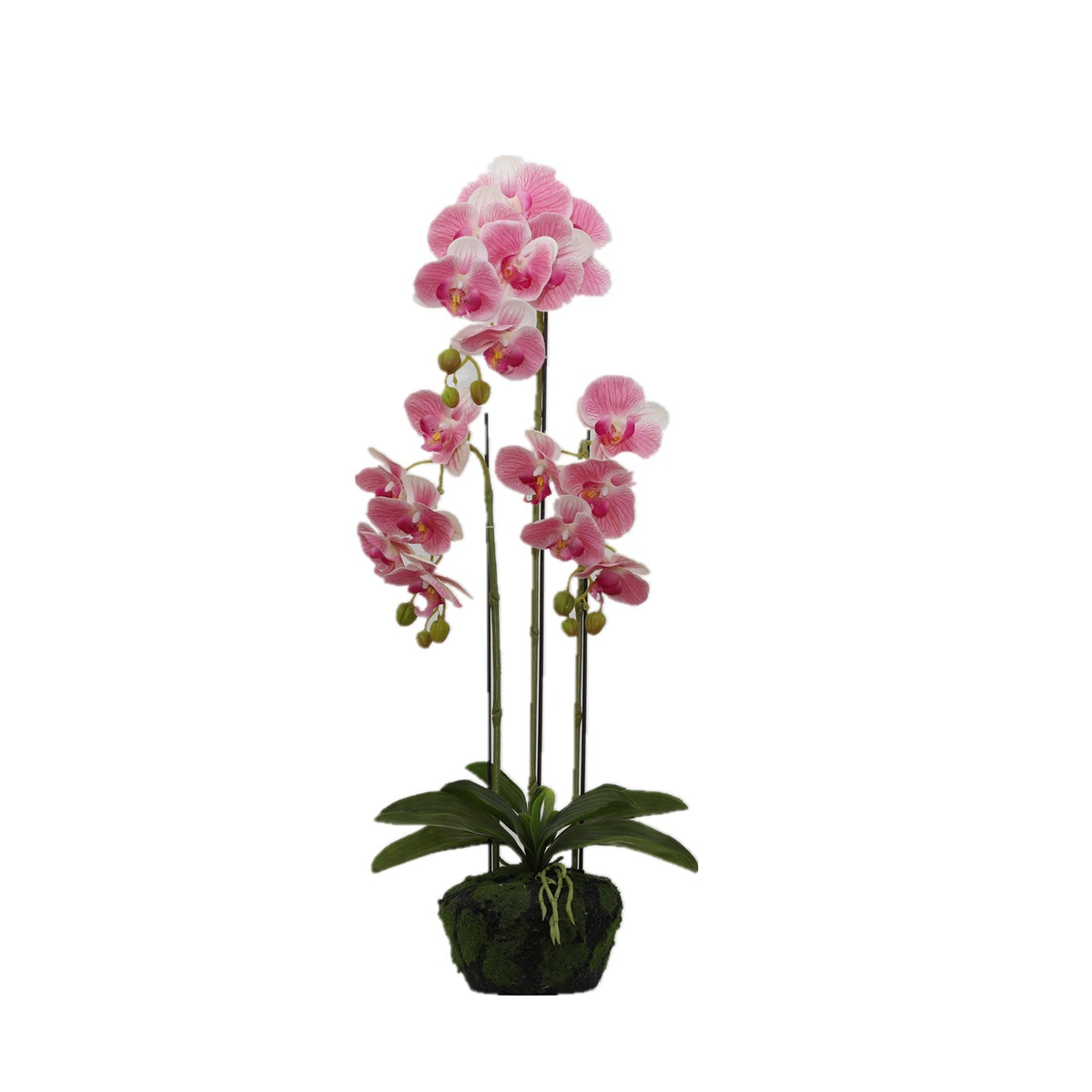 BUTTERFLY ORCHID Plants| Roots Furniture