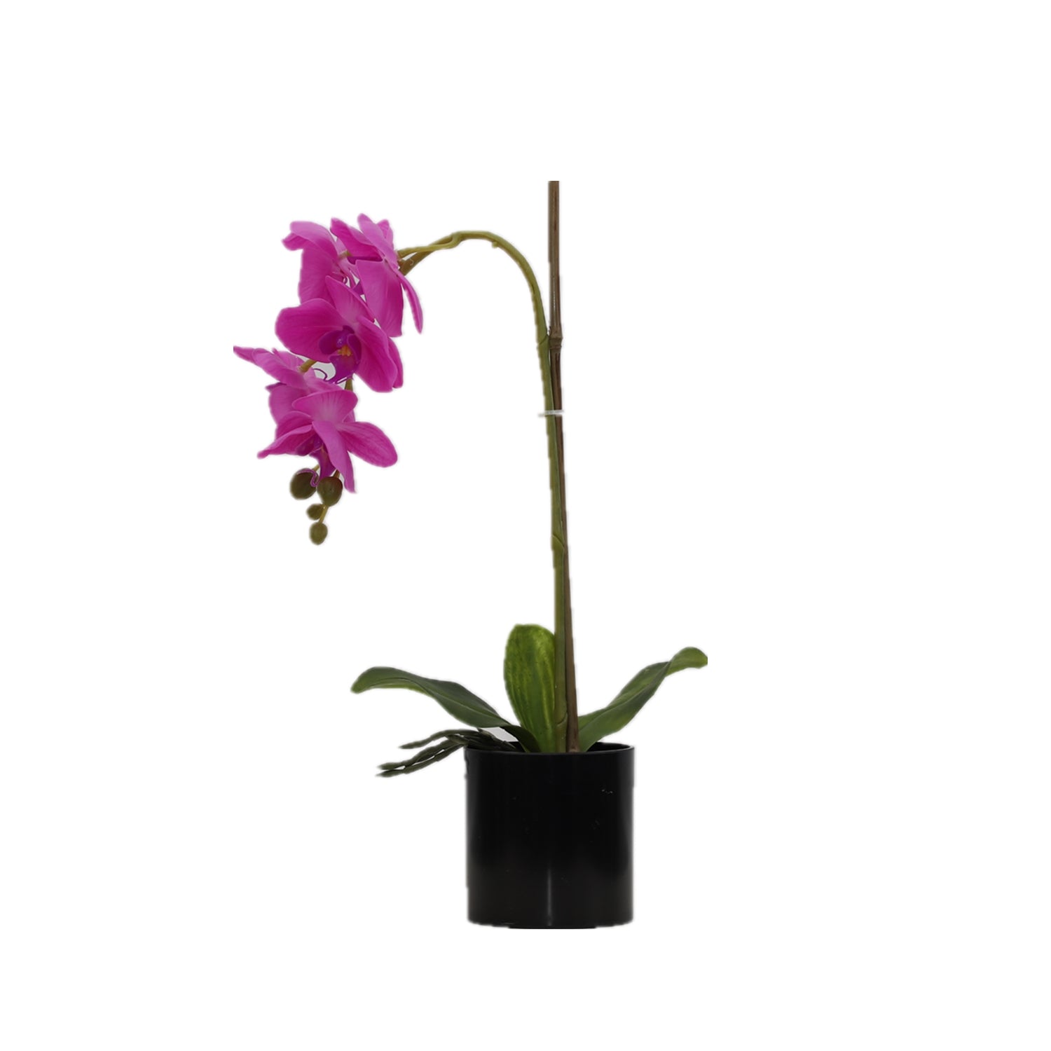 BUTTERFLY ORCHID Plants| Roots Furniture