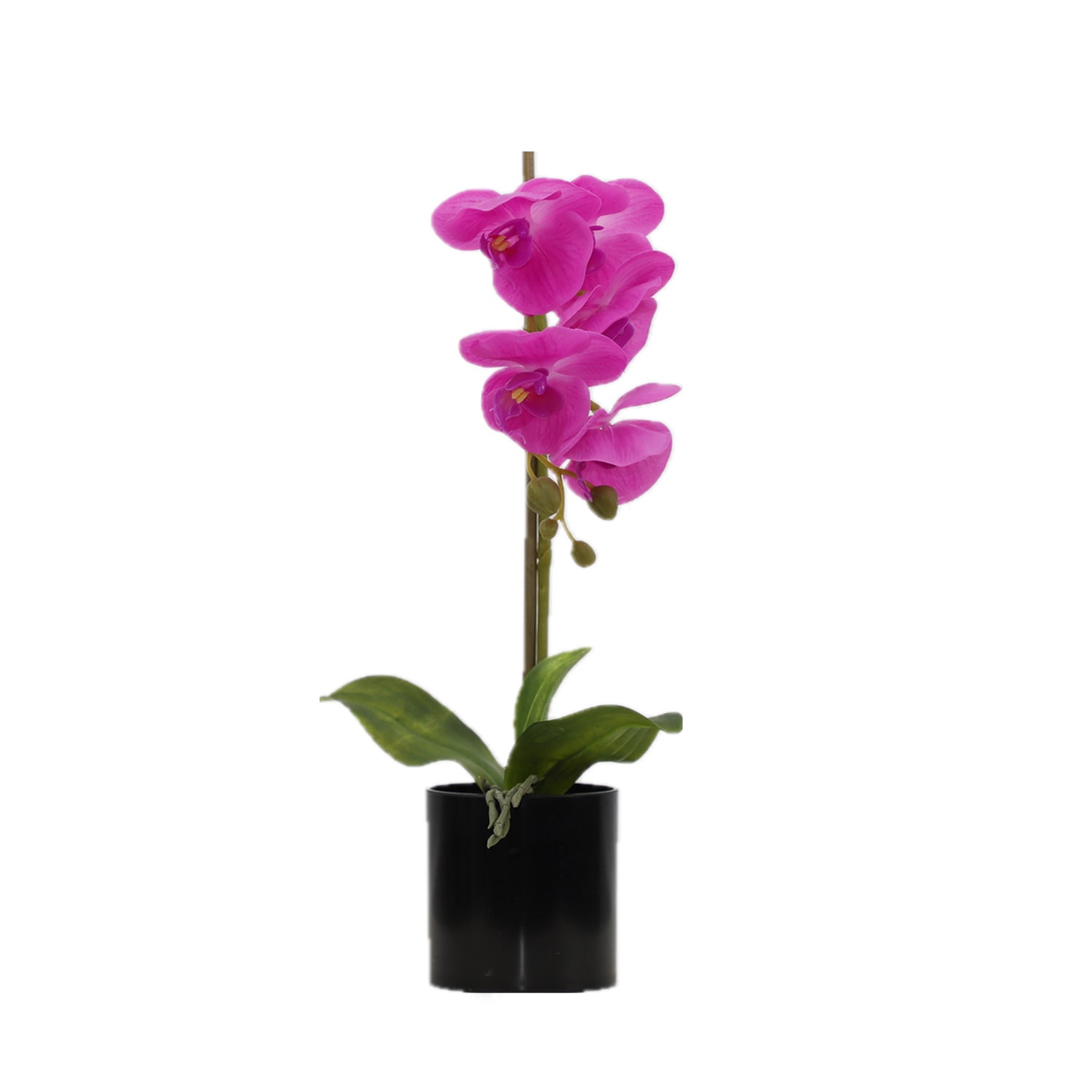 BUTTERFLY ORCHID Plants| Roots Furniture