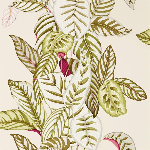 Calathea Wallpaper| Sanderson Group