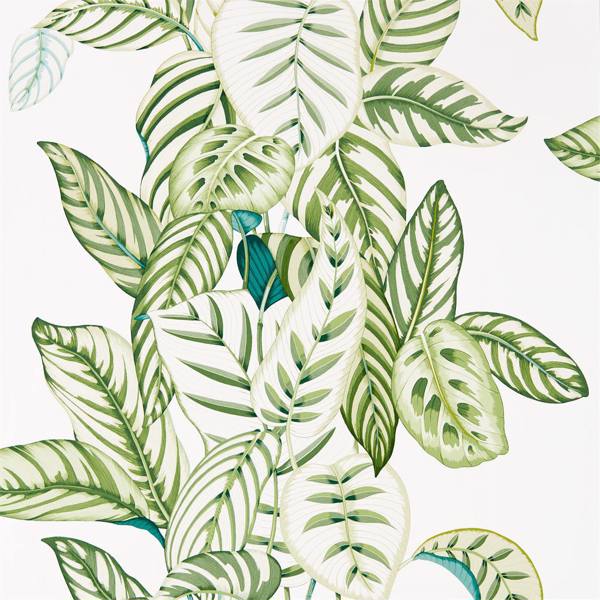 Calathea Wallpaper| Sanderson Group