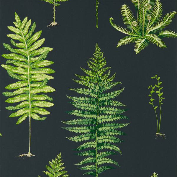 Fernery Wallpaper| Sanderson Group