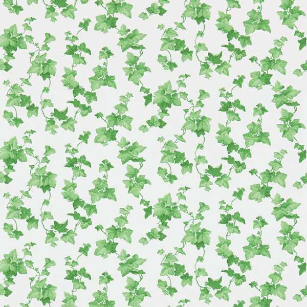 Hedera Wallpaper| Sanderson Group