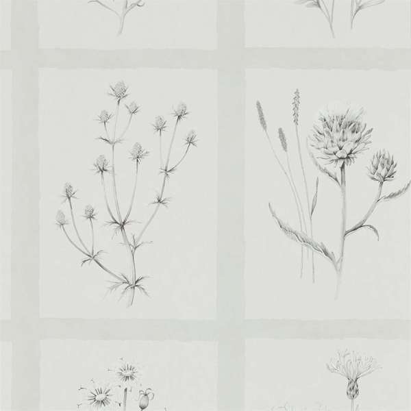 Little Thistles Wallpaper| Sanderson Group
