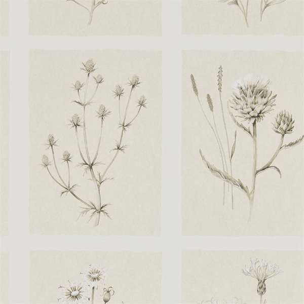 Little Thistles Wallpaper| Sanderson Group
