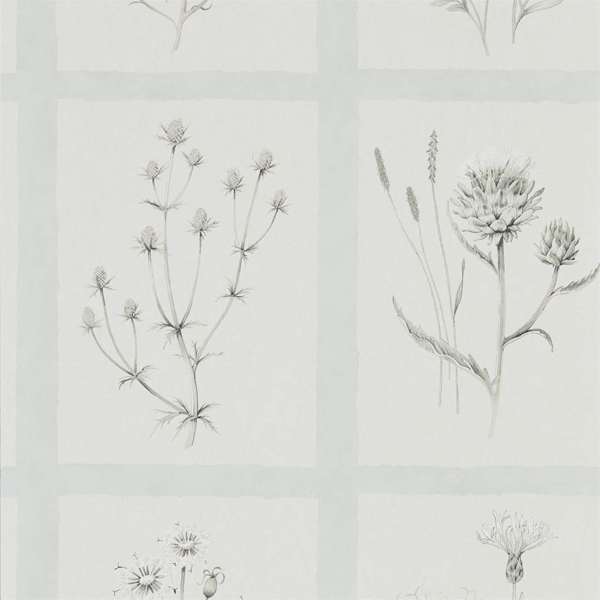 Little Thistles Wallpaper| Sanderson Group