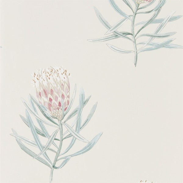 Protea Flower Wallpaper| Sanderson Group