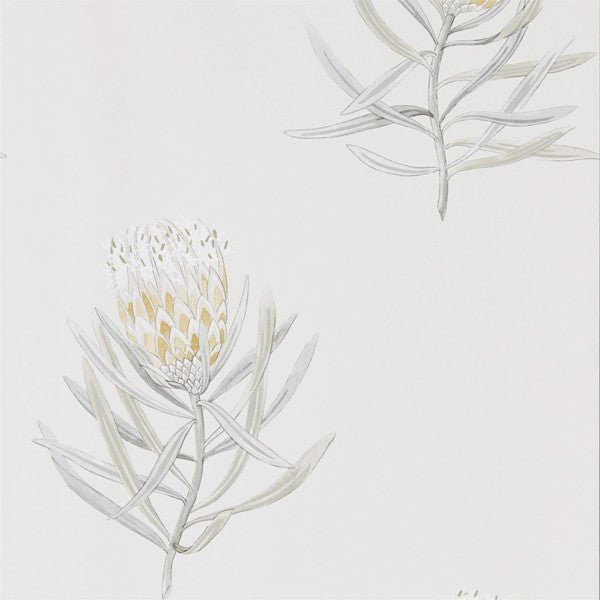 Protea Flower Wallpaper| Sanderson Group