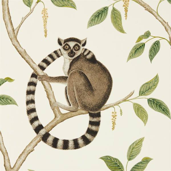 Ringtailed Lemur Wallpaper| Sanderson Group